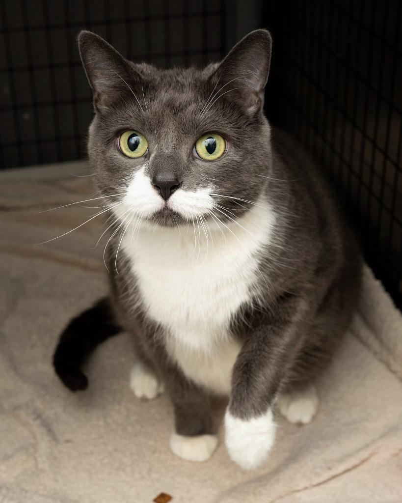 Lola, Adoptable, Adult Female Domestic Short Hair.