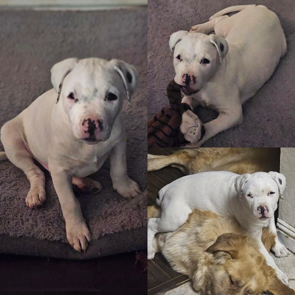 Clark, Adopted, Puppy Male Dogo Argentino.
