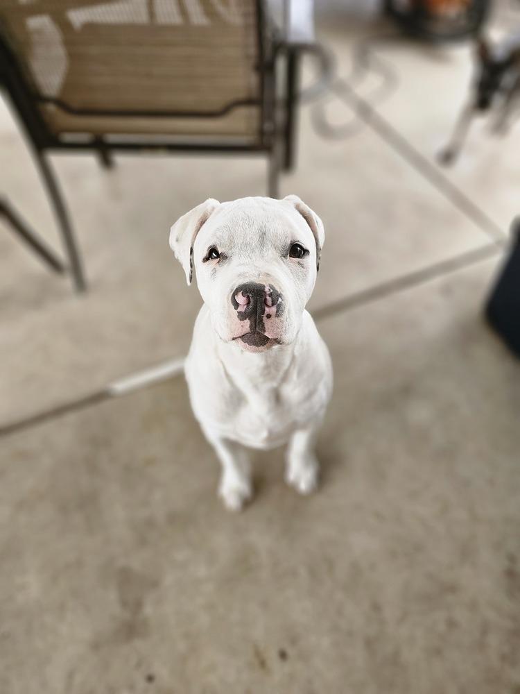 Enlarge Clark, a Adopted mixed breed in Rancho Cucamonga, CA image 2/2