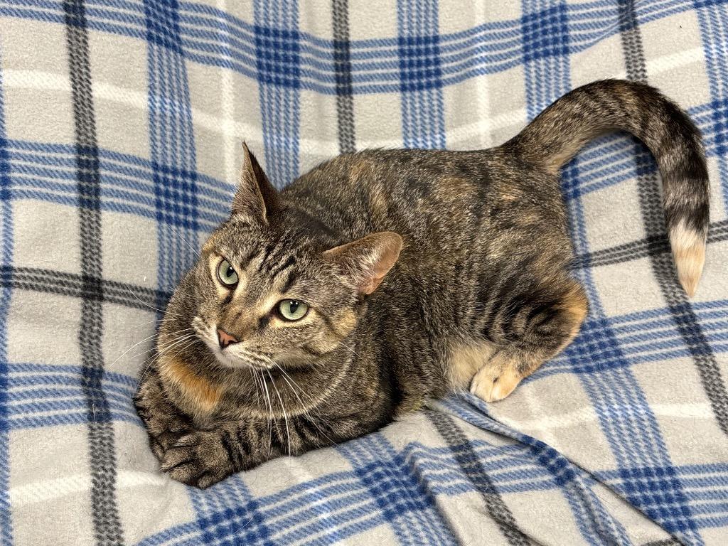 Enlarge Prissy, a Adoptable mixed breed in Greeneville, TN image 1/1