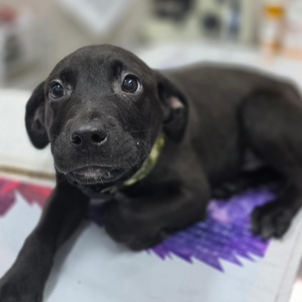 Remi, Adoptable, Puppy Male Mixed Breed.