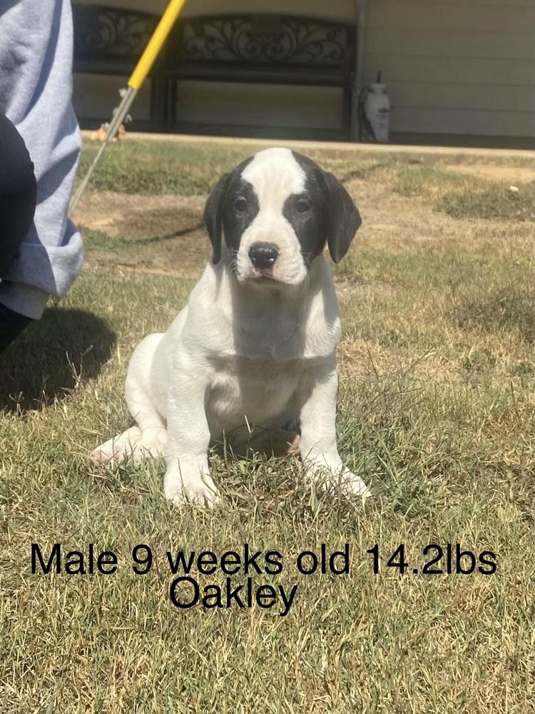 Oakley, Adoptable, Puppy Male Boxer & Labrador Retriever.