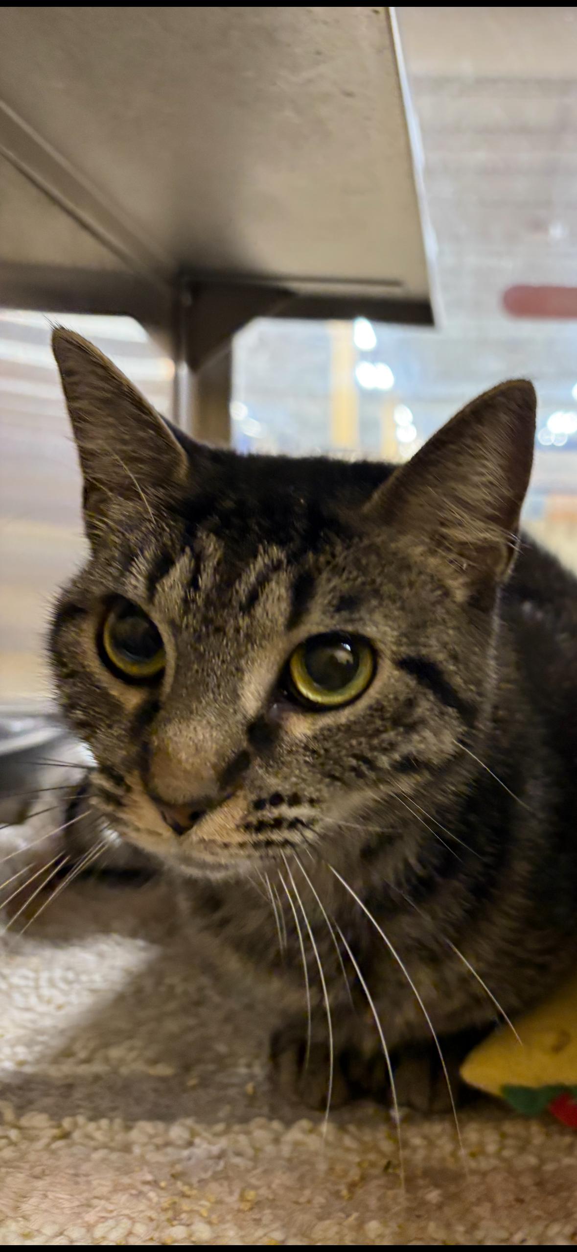 Clara , a Adoptable Tabby in Independence, OH image 3/4