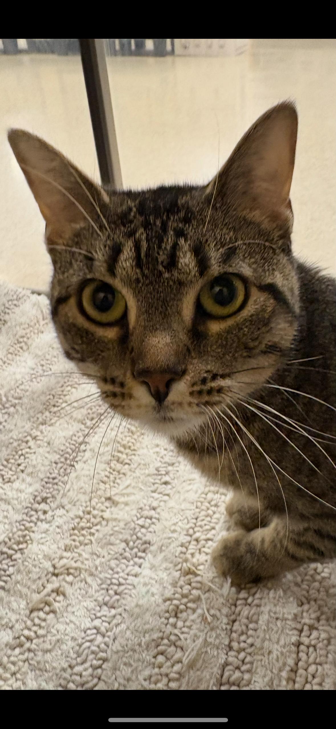 Clara , a Adoptable Tabby in Independence, OH image 1/4