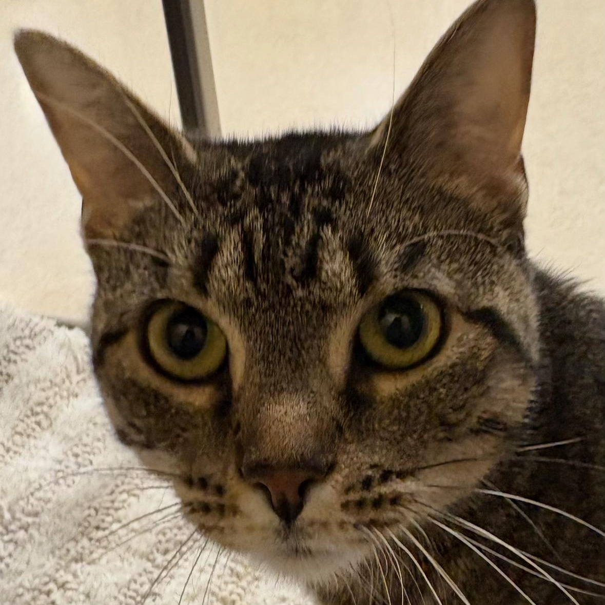 Clara , a Adoptable Tabby in Independence, OH image 1/4
