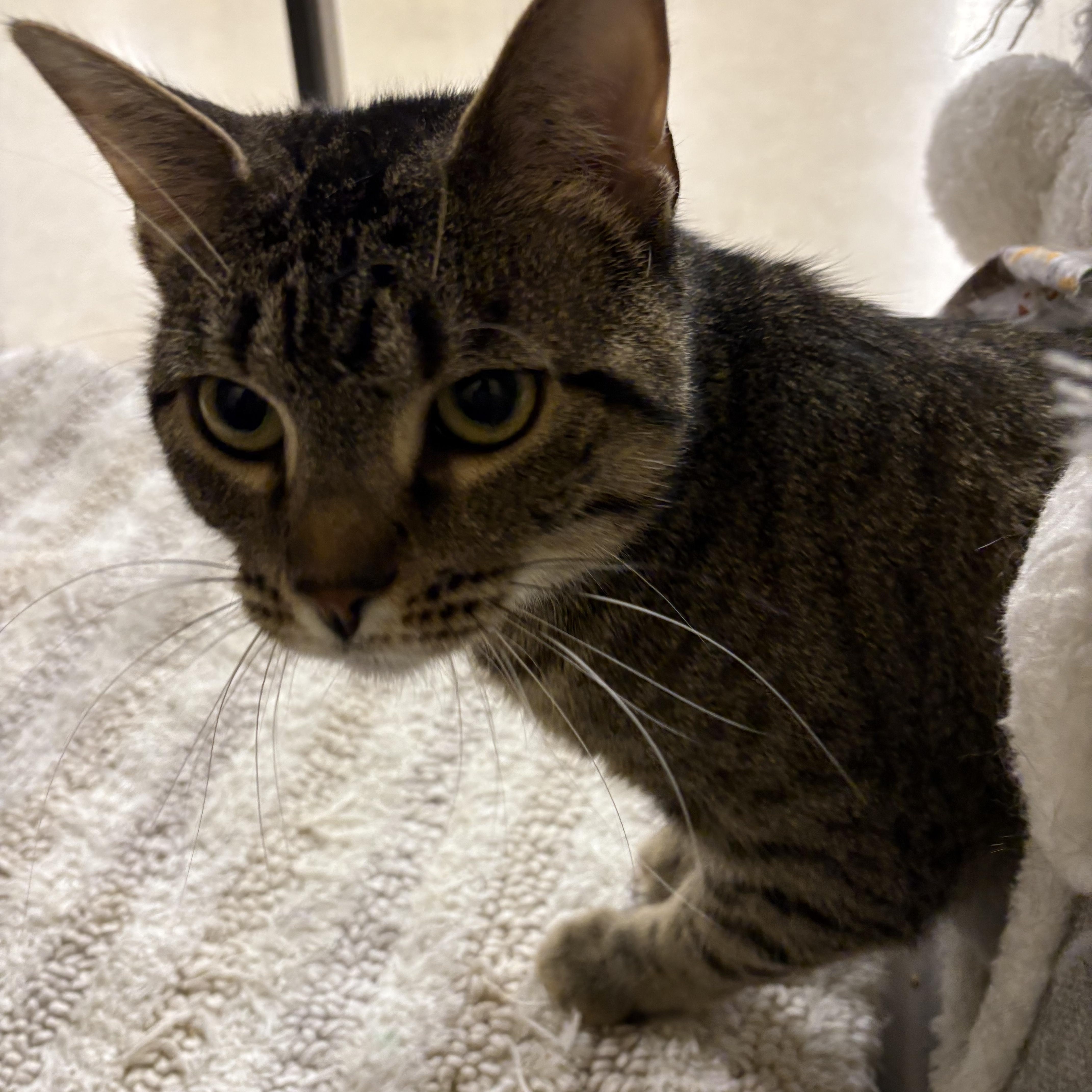 Clara , a Adoptable Tabby in Independence, OH image 2/4