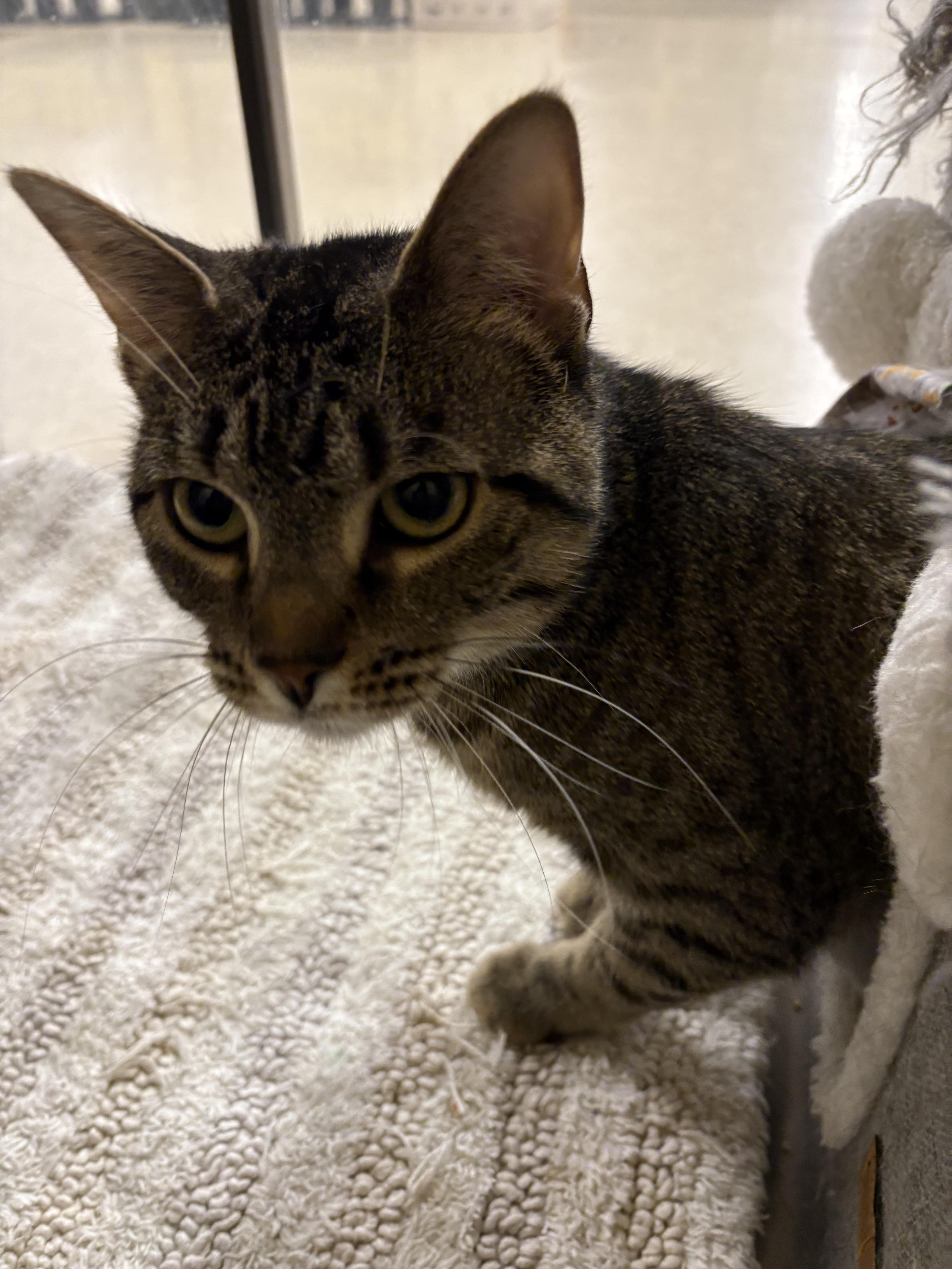 Clara , a Adoptable Tabby in Independence, OH image 2/4