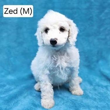 Zed (available after 6/13), adopted, Puppy Male Miniature Poodle.