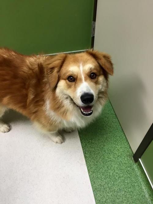 Allie, 40 pounds, years old