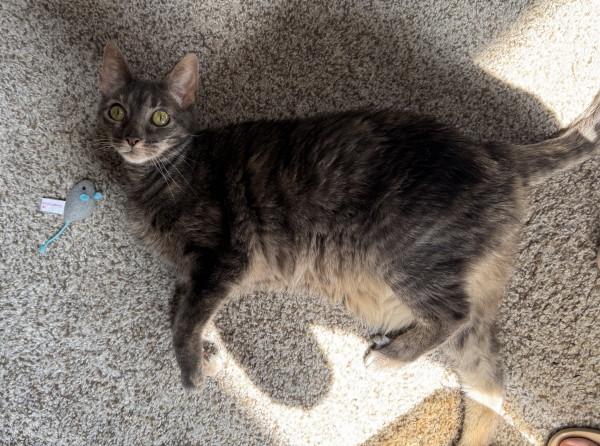 Bella, Adopted, Senior Female Domestic Short Hair.