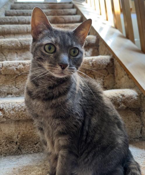 Bella, a Adopted Domestic Short Hair in Stroudsburg, PA image 2/2