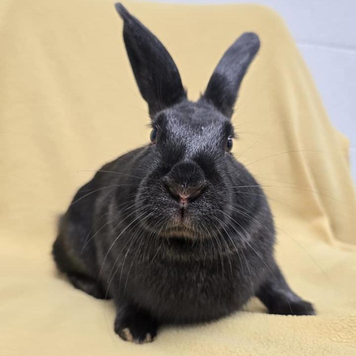 Enlarge Shock, a Adoptable American in Norfolk, NE image 1/4