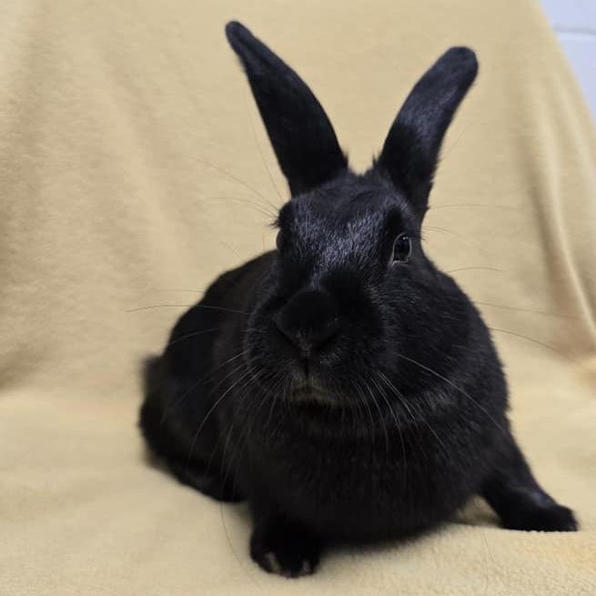 Enlarge Shock, a Adoptable American in Norfolk, NE image 2/4