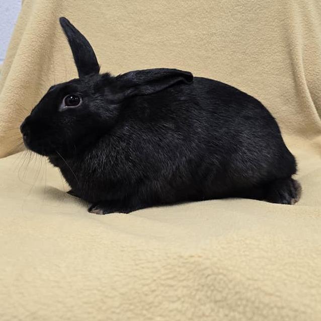 Enlarge Shock, a Adoptable American in Norfolk, NE image 4/4