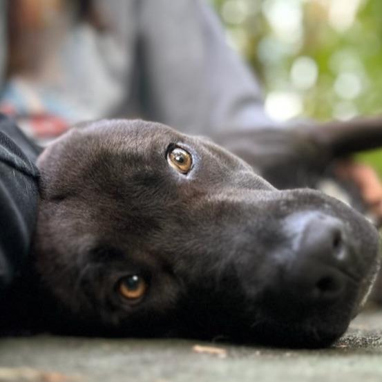 Jabba, a Adoptable mixed breed in Tomball, TX image 1/3