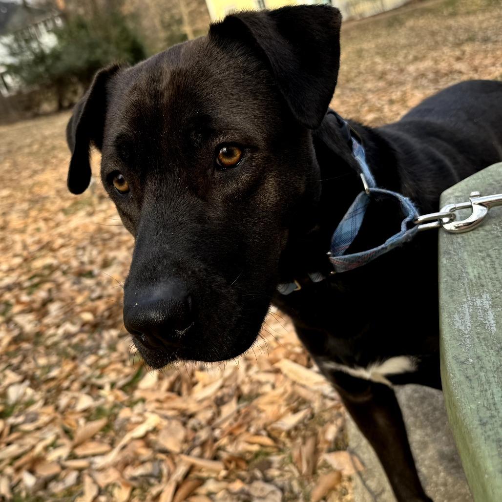 Jabba, a Adoptable mixed breed in Tomball, TX image 2/3