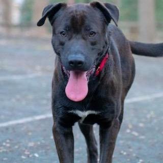 Jabba, a Adoptable mixed breed in Tomball, TX image 3/3