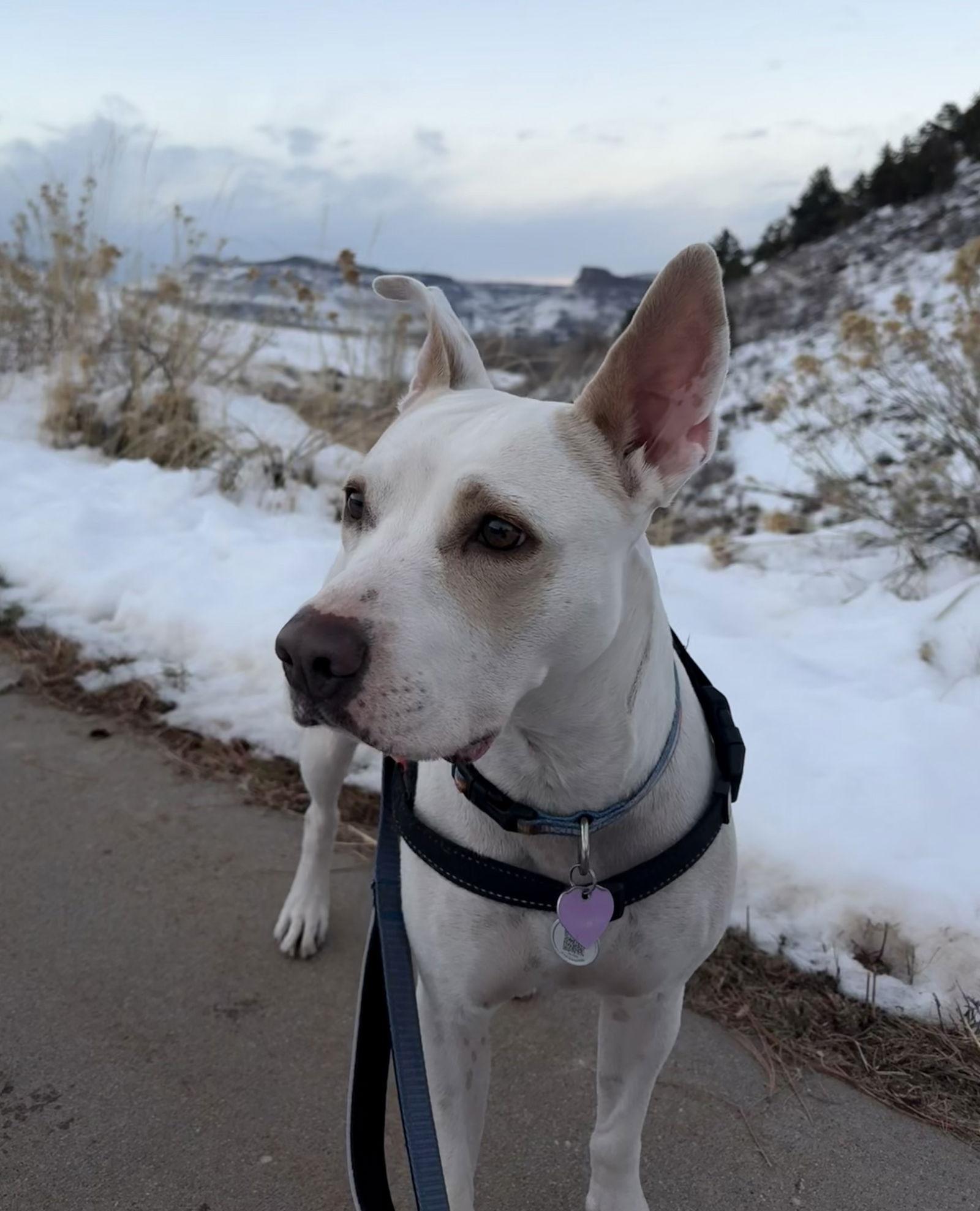 Lilah, Adoptable, Young Female American Staffordshire Terrier & Pit Bull Terrier.