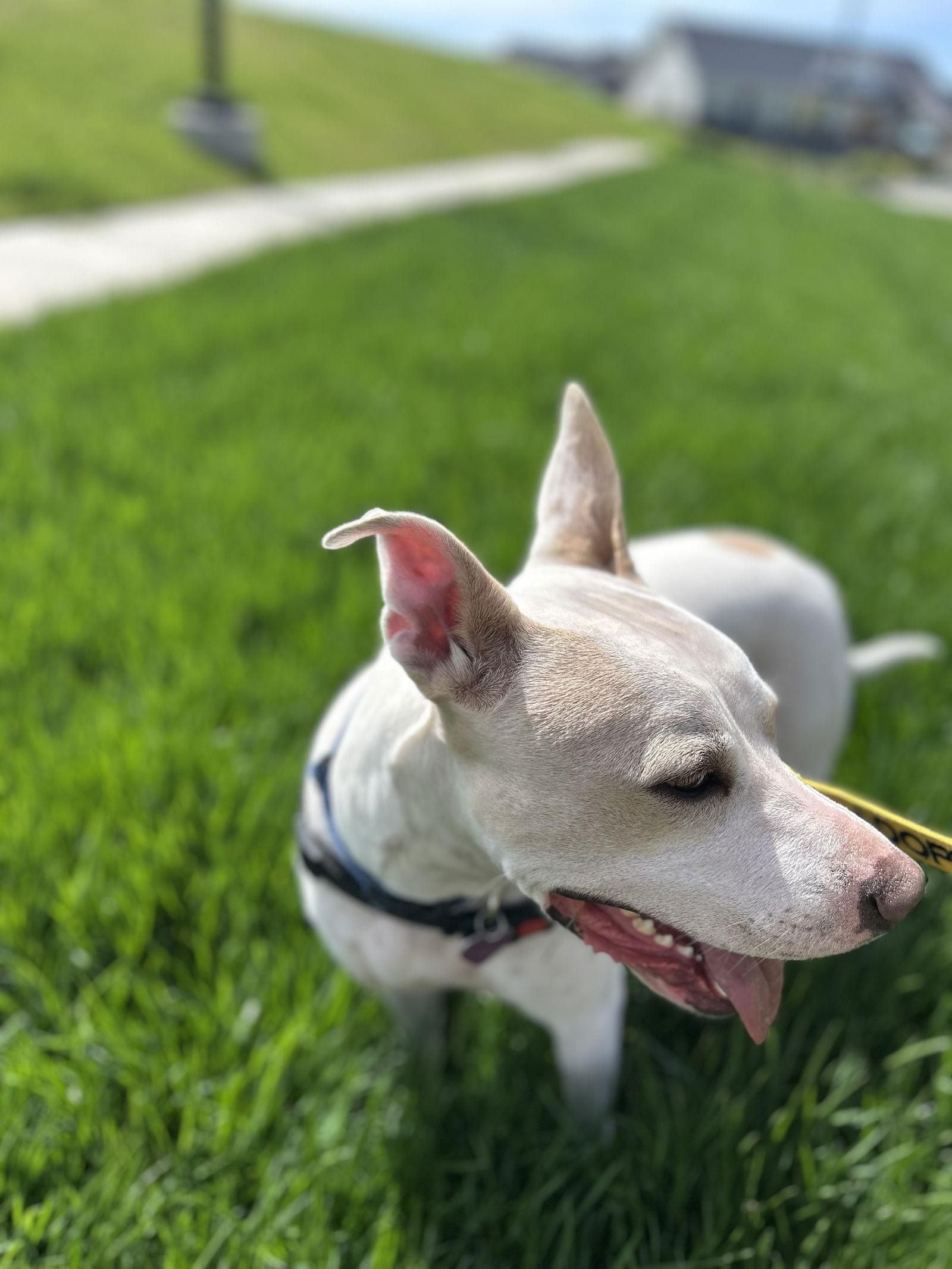 Lilah, Adoptable, Young Female American Staffordshire Terrier & Pit Bull Terrier.