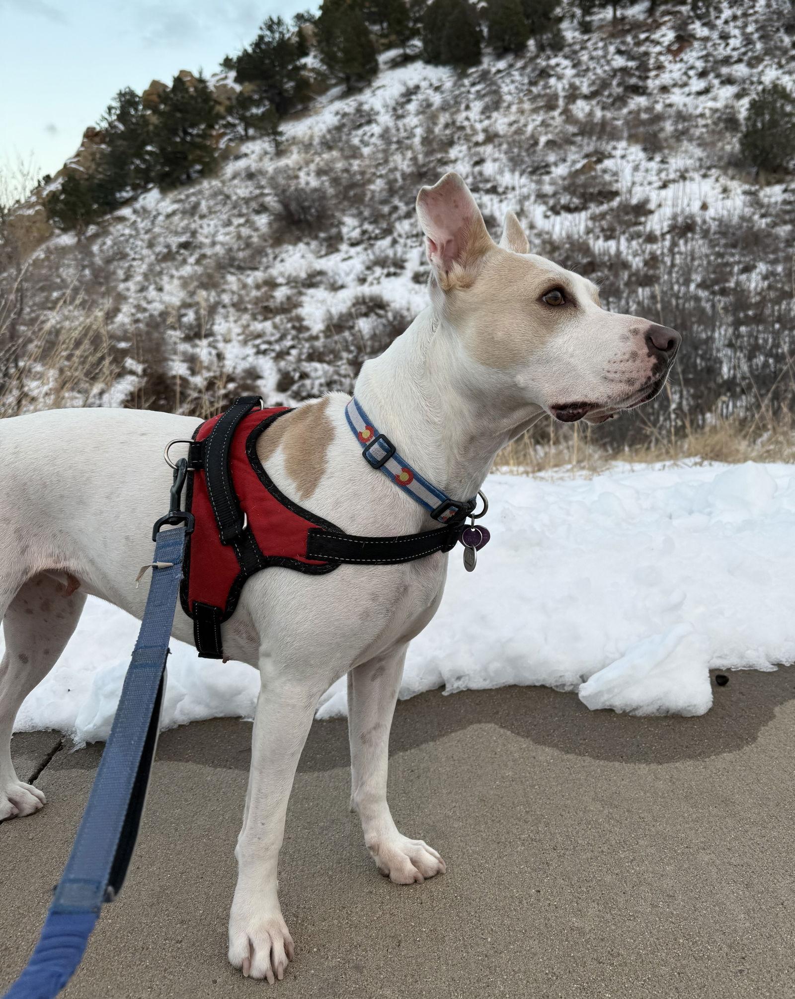 Enlarge Lilah, a Adoptable mixed breed in Aurora, CO image 2/3