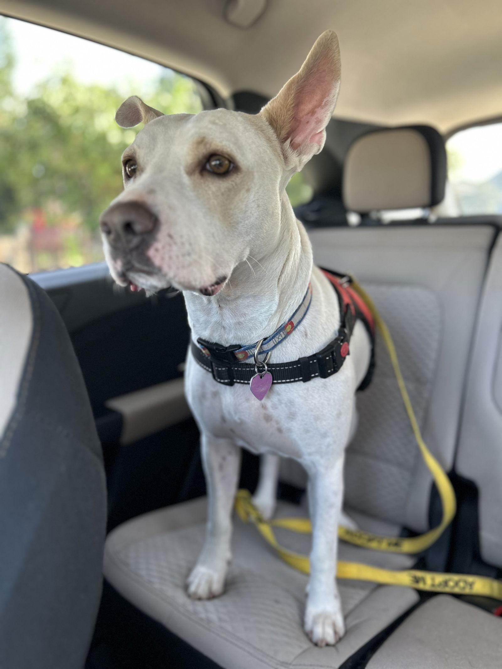 Lilah, a Adoptable mixed breed in Aurora, CO image 2/3