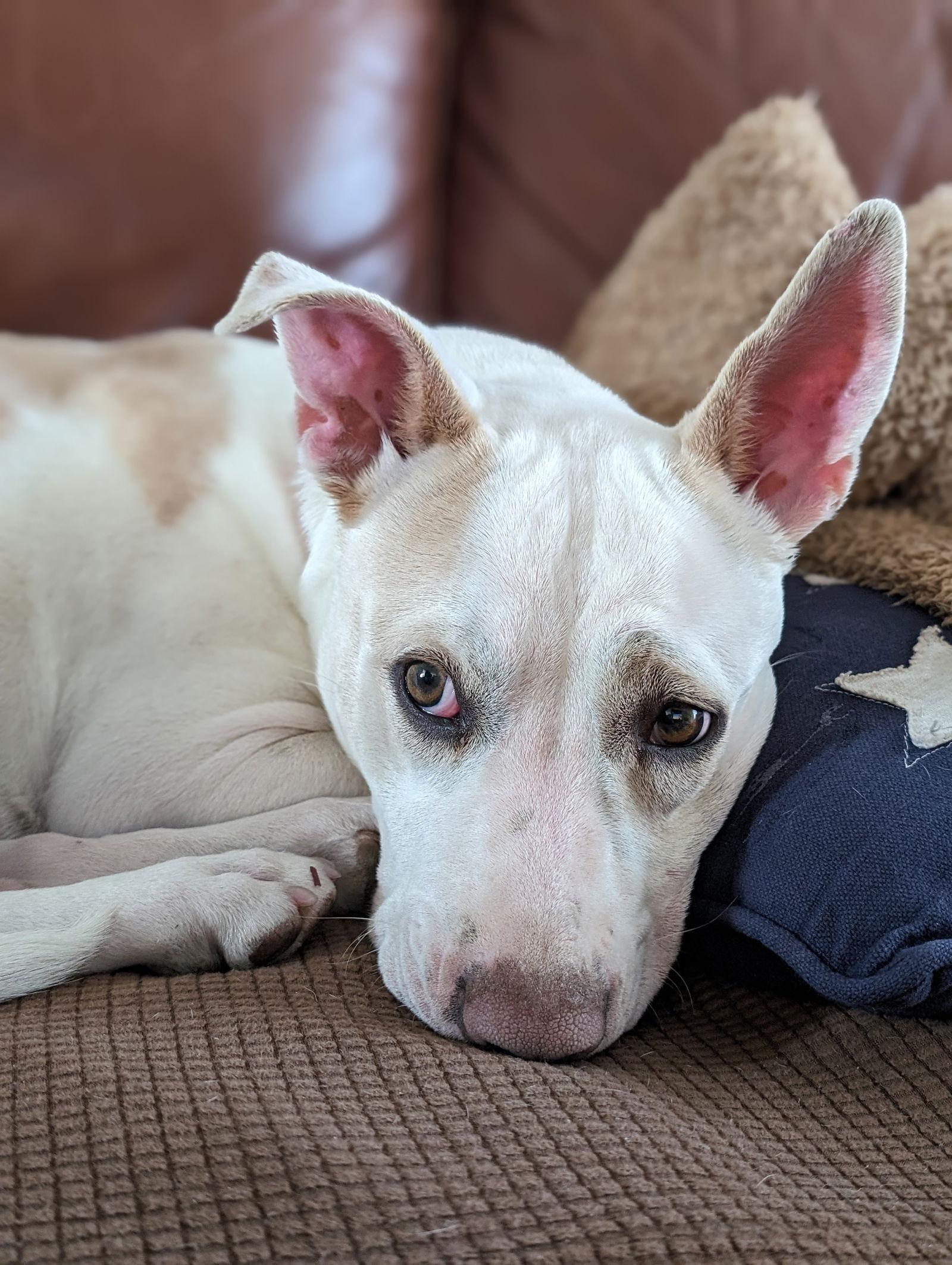 Lilah, a Adoptable mixed breed in Aurora, CO image 3/3