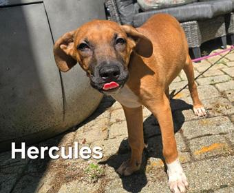 Hercules, a ADOPTABLE mixed breed in Canterbury, CT image 5/5