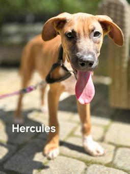 Hercules, a ADOPTABLE mixed breed in Canterbury, CT image 3/5