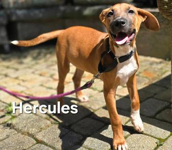 Hercules, ADOPTABLE, Puppy Male Shepherd & Labrador Retriever.
