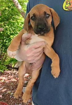 Hercules, a ADOPTABLE mixed breed in Canterbury, CT image 2/5