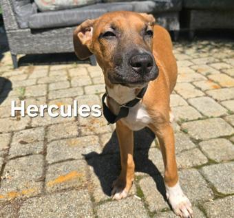 Hercules, a ADOPTABLE mixed breed in Canterbury, CT image 4/5