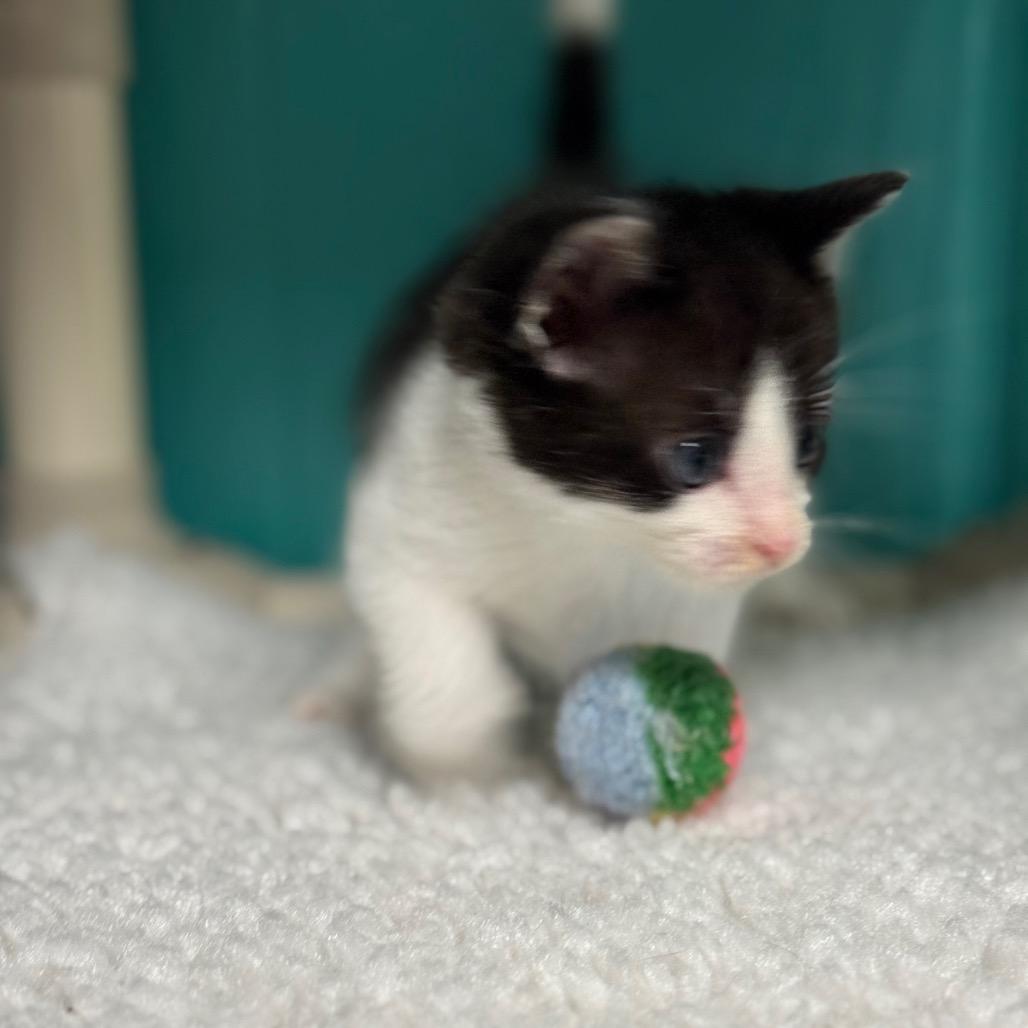 Mike, a Adoptable Domestic Short Hair in Chariton, IA image 1/5