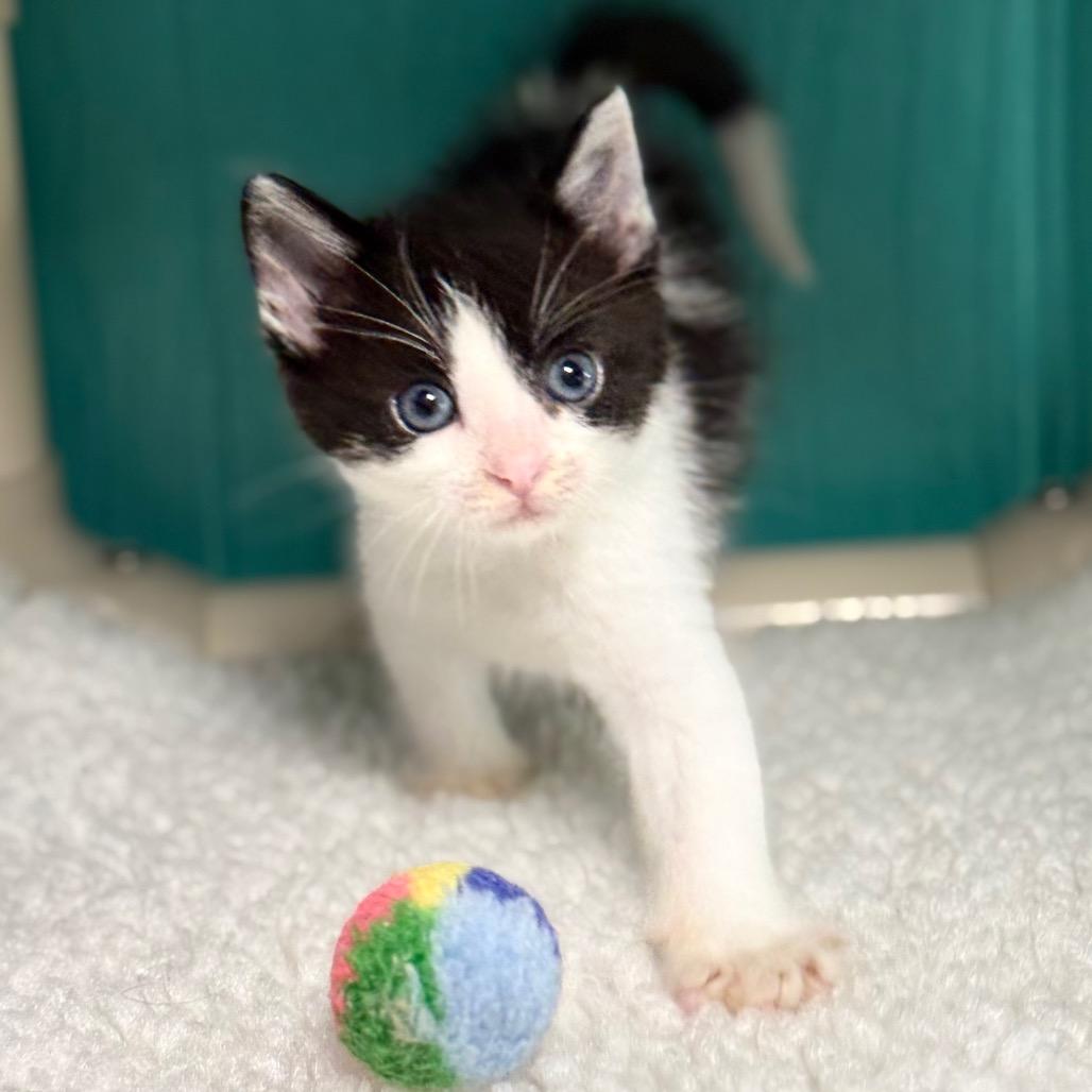 Mike, a Adoptable Domestic Short Hair in Chariton, IA image 2/5