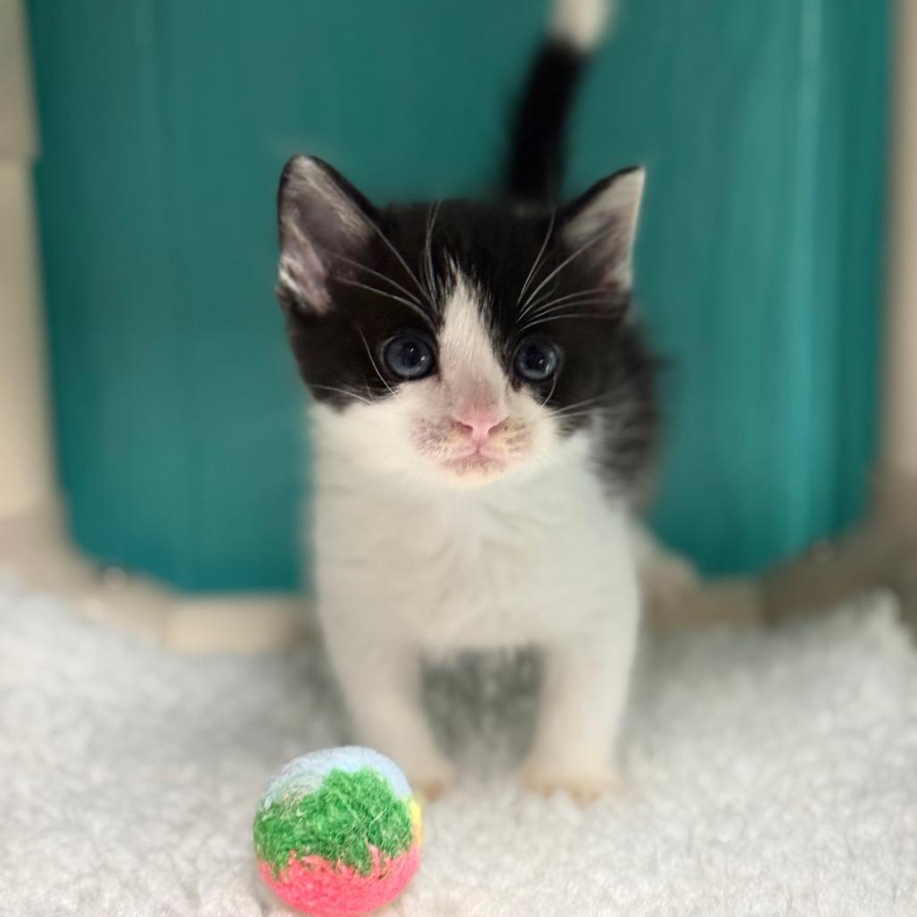 Mike, a Adoptable Domestic Short Hair in Chariton, IA image 3/5
