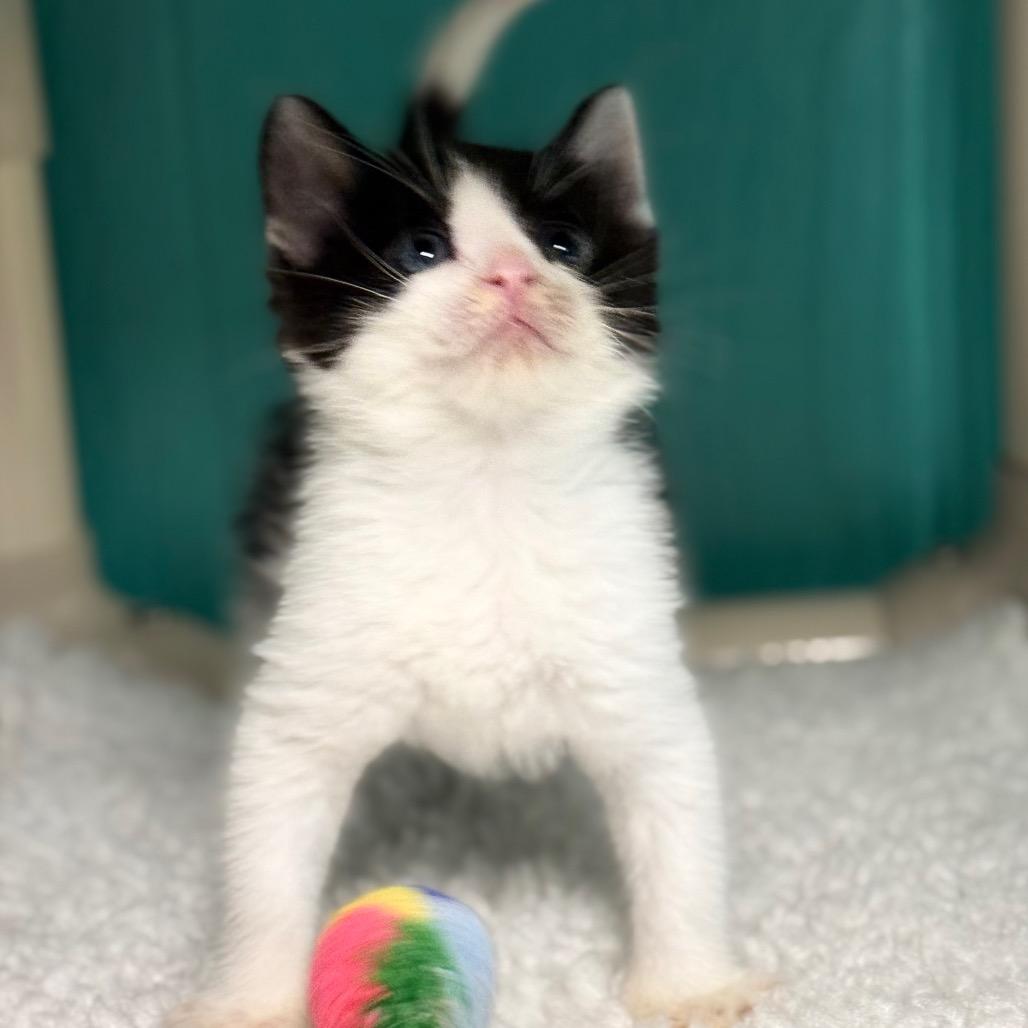 Mike, a Adoptable Domestic Short Hair in Chariton, IA image 5/5