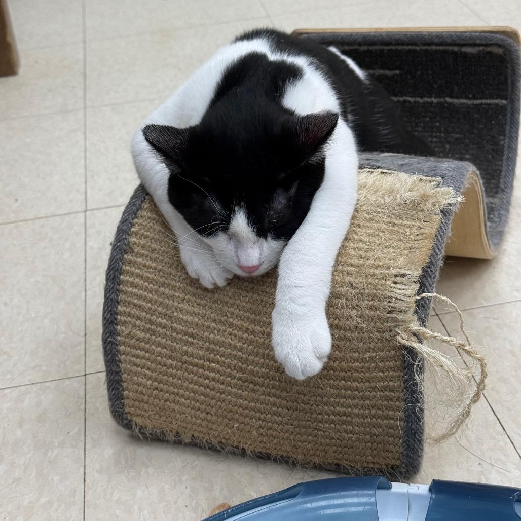 Enlarge Mike, a Adoptable Domestic Short Hair in Chariton, IA image 5/6