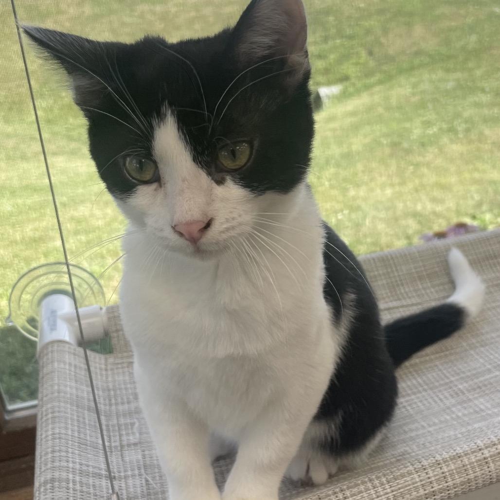 Mike, a Adoptable Domestic Short Hair in Chariton, IA image 5/6