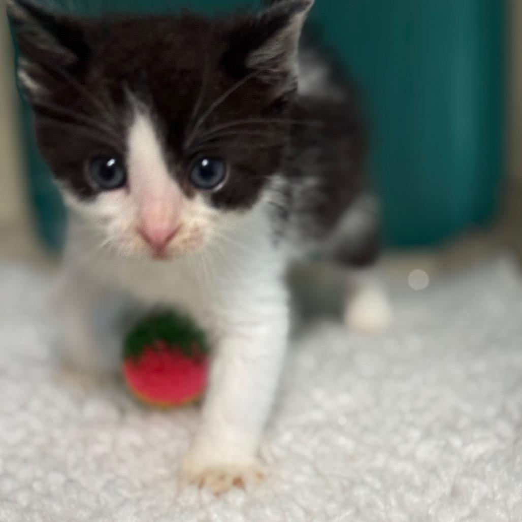 Mike, a Adoptable Domestic Short Hair in Chariton, IA image 6/6