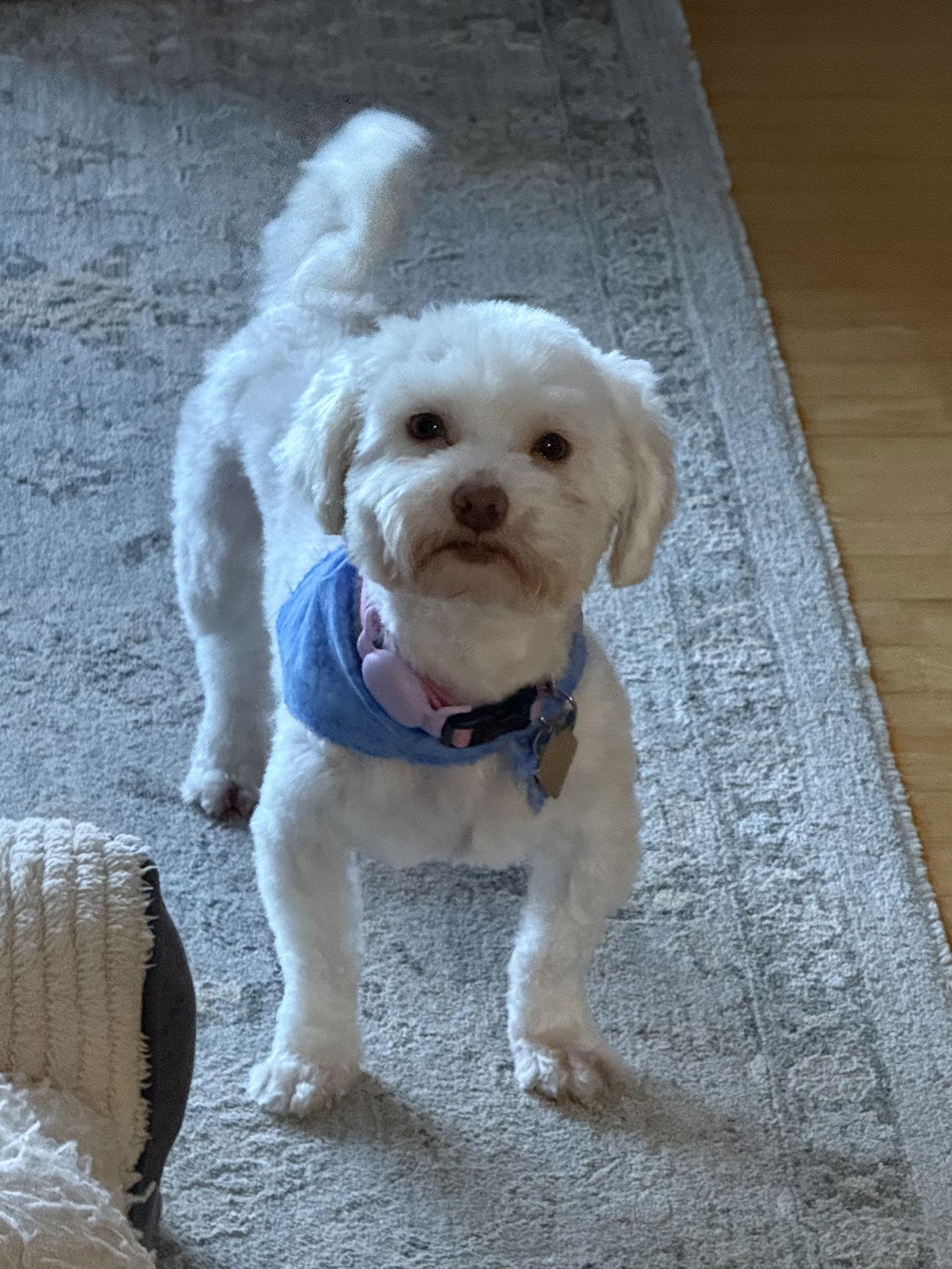 Enlarge Amelia-ARR, a Adopted Havanese in Pataskala, OH image 1/3