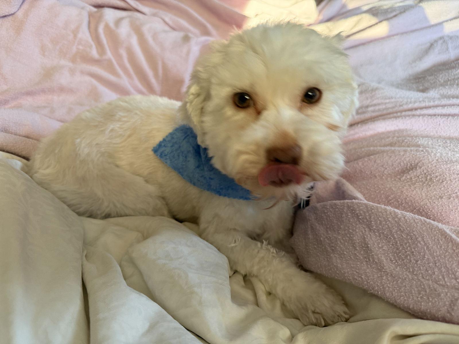 Enlarge Amelia-ARR, a Adopted Havanese in Pataskala, OH image 2/3