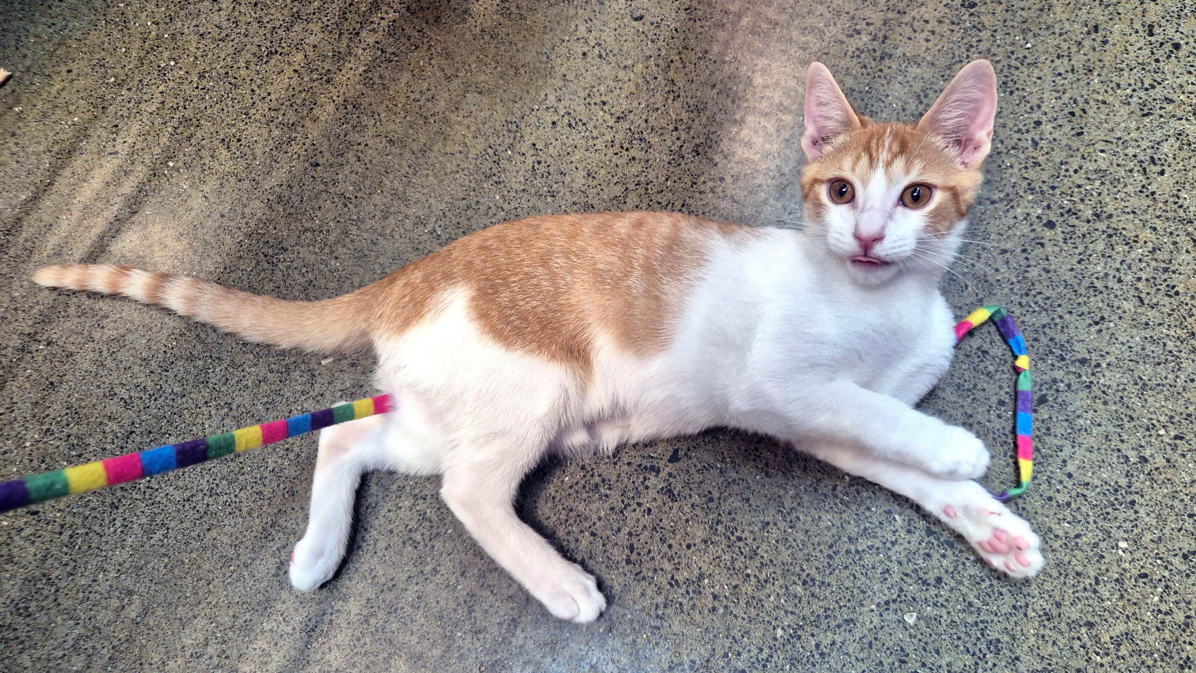 Enlarge Pinnacles, a Adoptable Domestic Short Hair in Apex, NC image 5/5