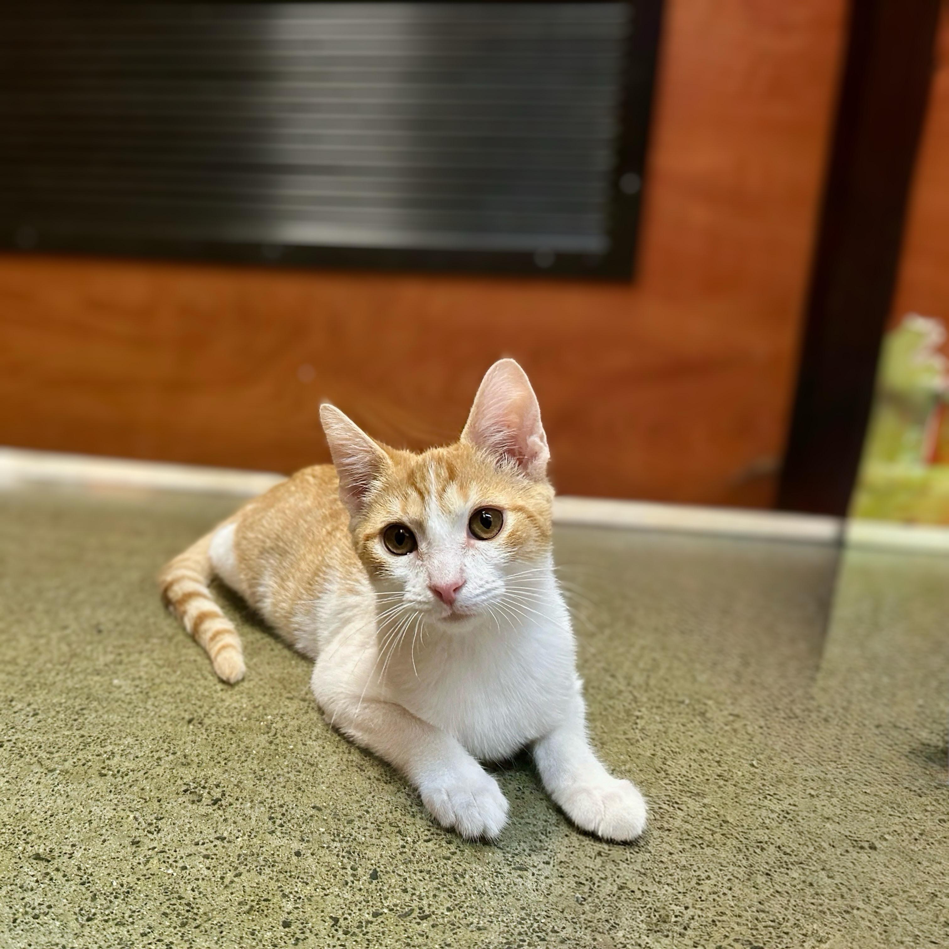 Enlarge Pinnacles, a Adoptable Domestic Short Hair in Apex, NC image 2/5