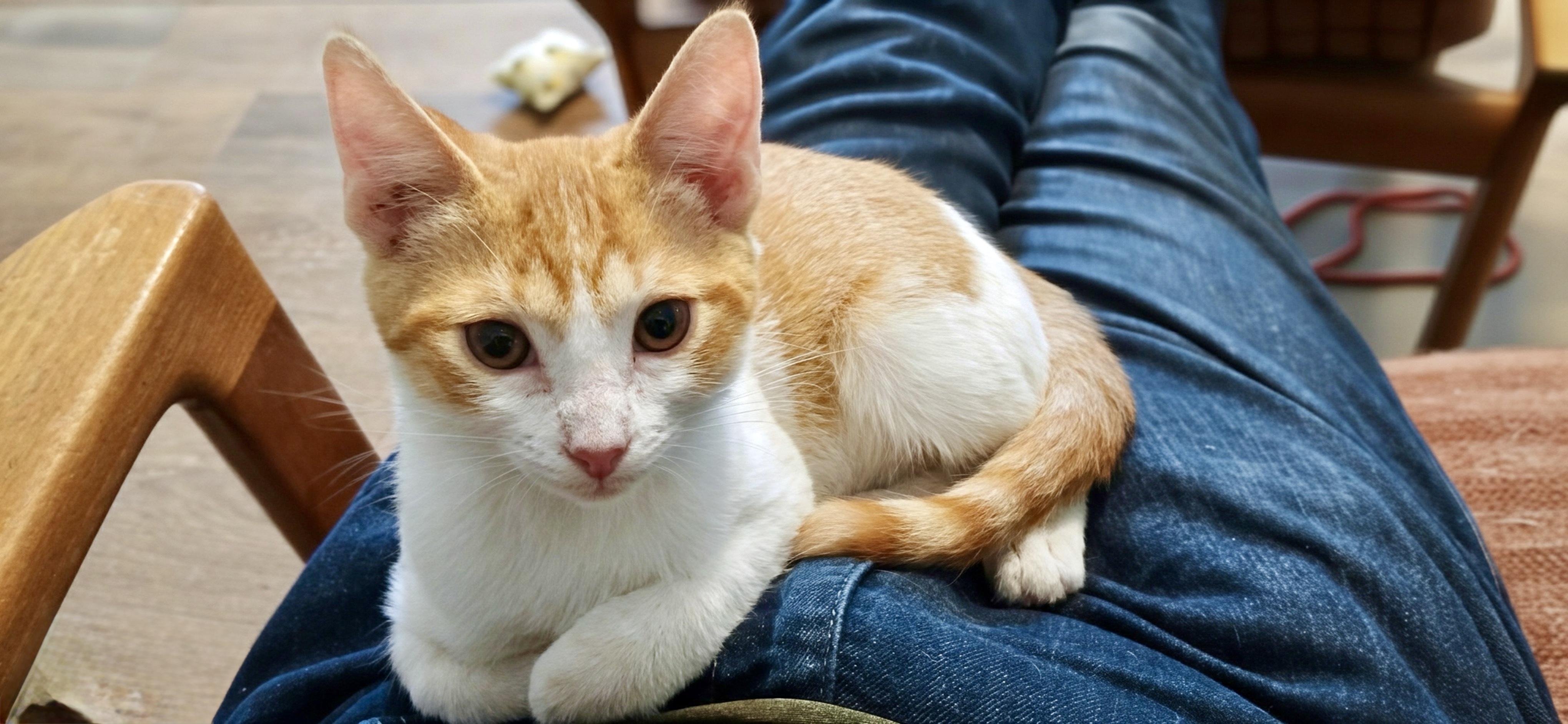 Enlarge Pinnacles, a Adoptable Domestic Short Hair in Apex, NC image 3/5