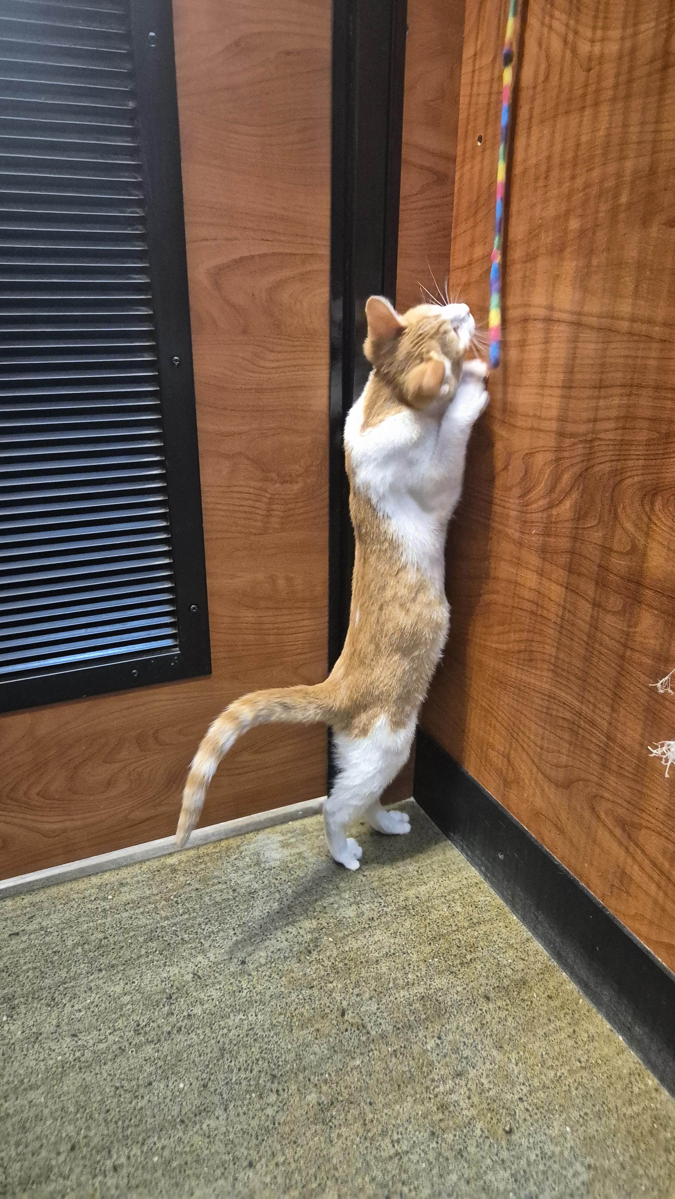 Enlarge Pinnacles, a Adoptable Domestic Short Hair in Apex, NC image 4/5