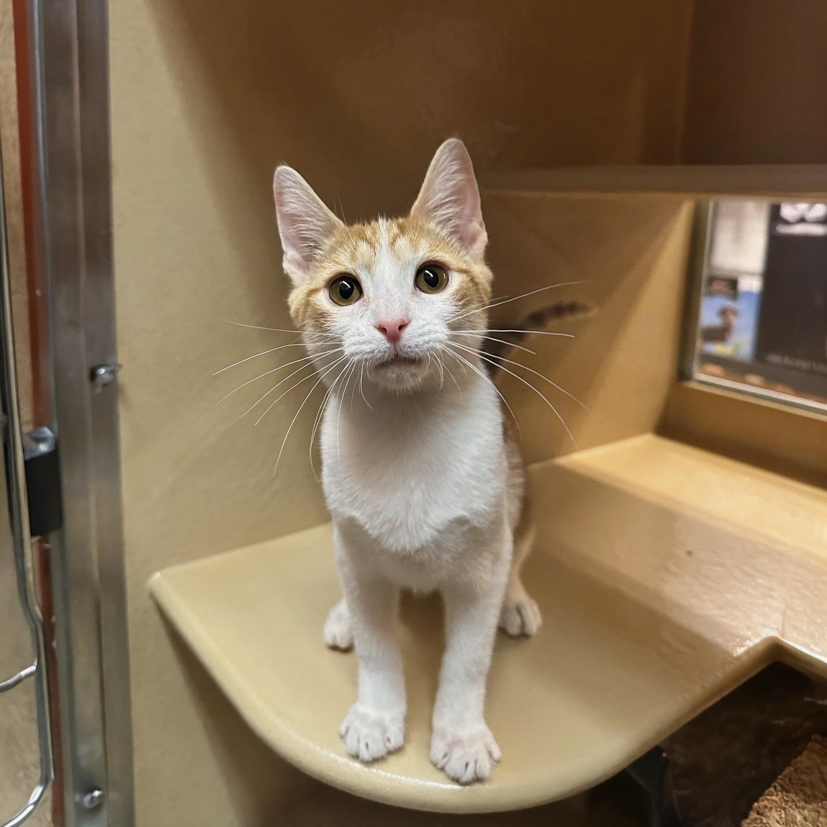 Pinnacles, Adoptable, Kitten Male Domestic Short Hair.
