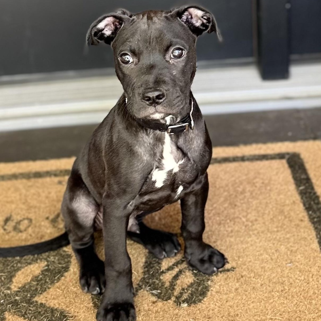 Onyx, an adoptable mixed breed in Libertyville, IL image 2/6