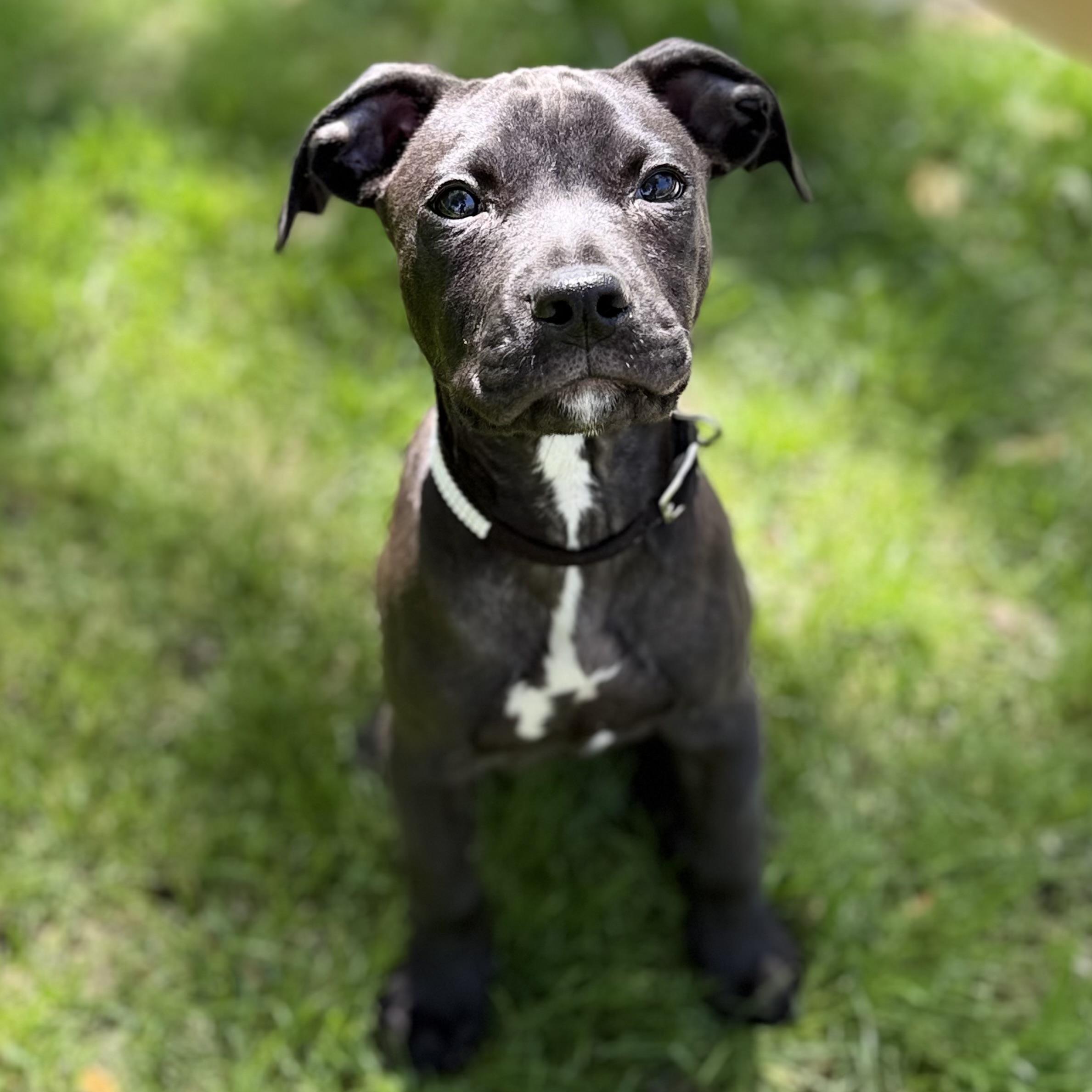 Onyx, adoptable, Puppy Female Labrador Retriever & Plott Hound.