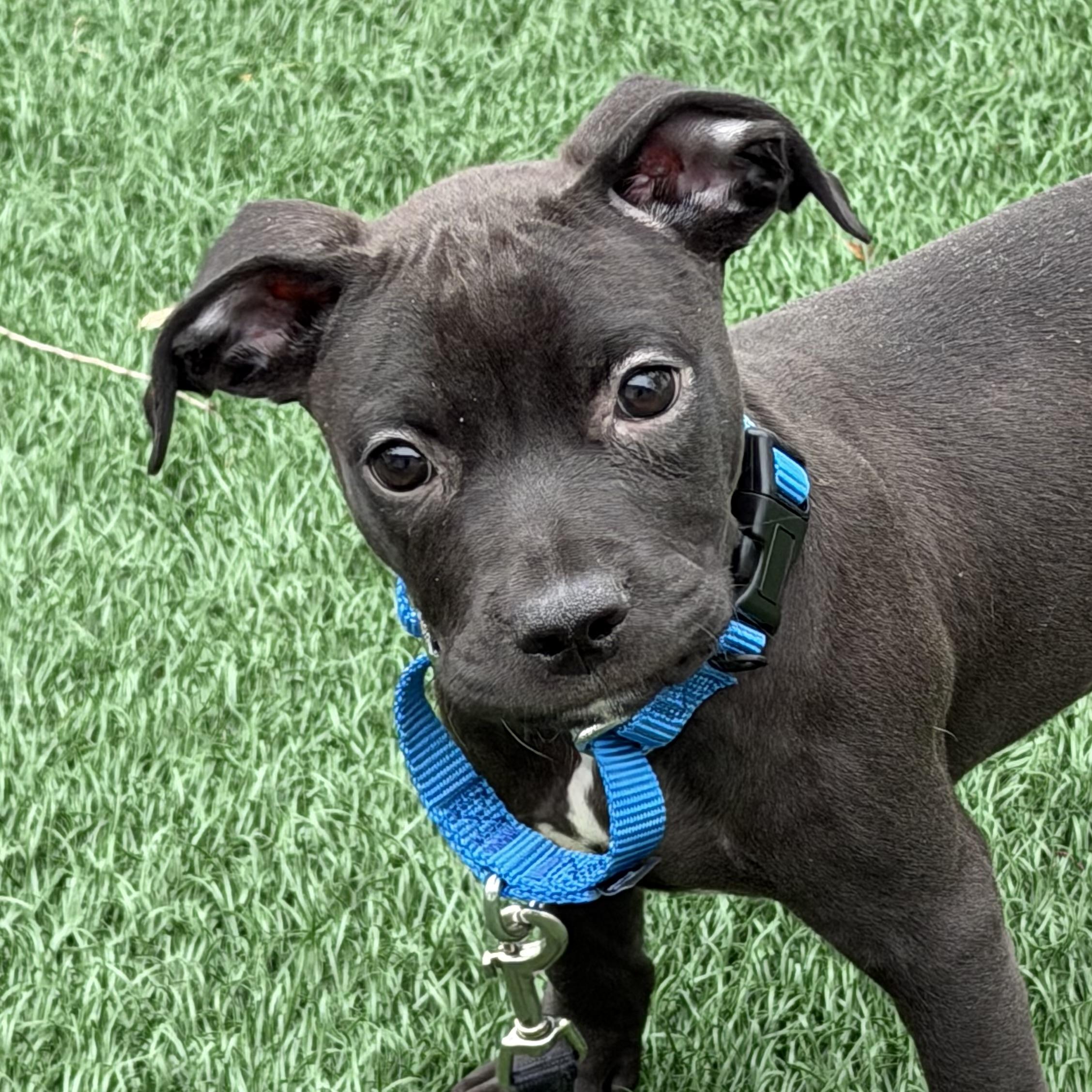 Onyx, an adoptable mixed breed in Libertyville, IL image 4/6