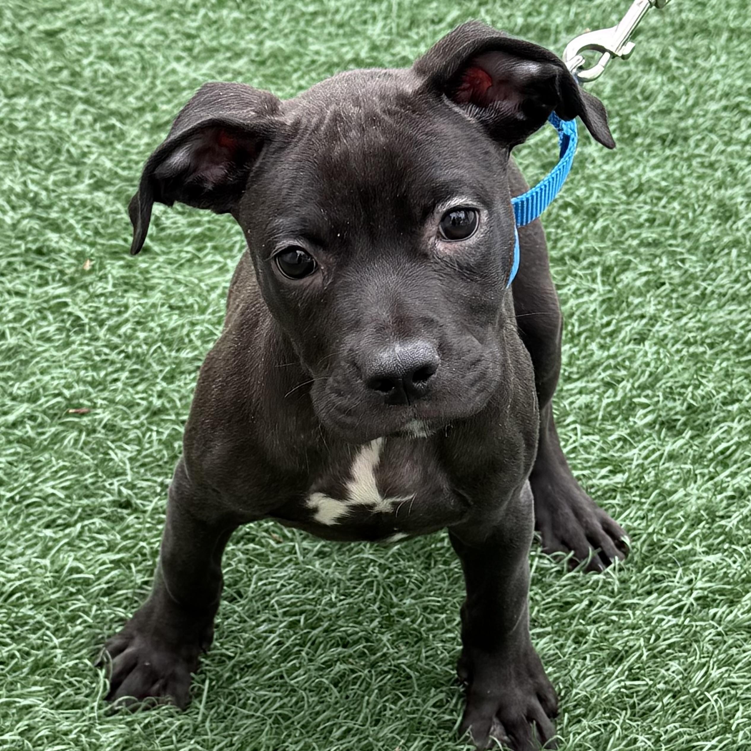 Onyx, an adoptable mixed breed in Libertyville, IL image 5/6
