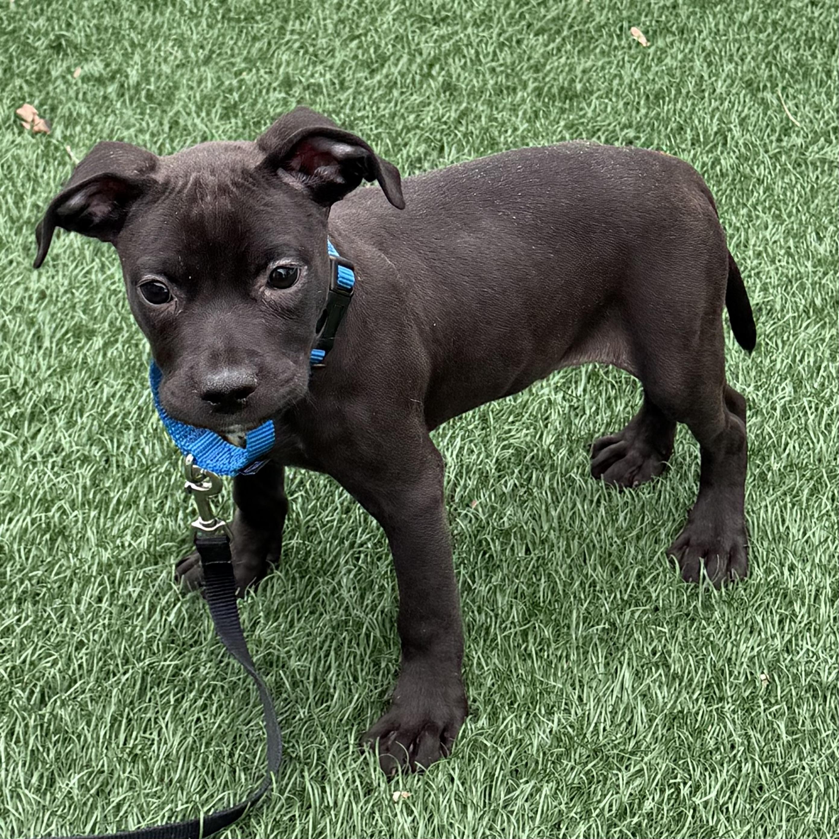 Onyx, an adoptable mixed breed in Libertyville, IL image 6/6